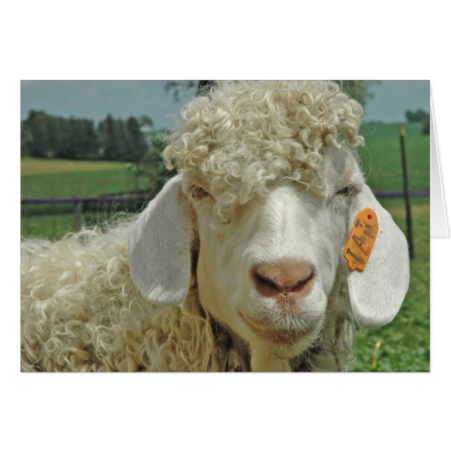 ANGORA CHAT (Devant horizontal)
