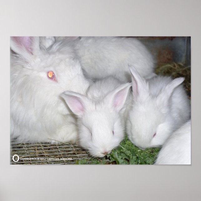 ANGORA RABBITS POSTER (Front)