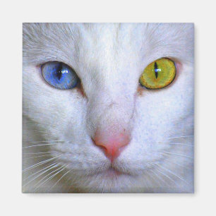 Angora Turc Cat Odd Eyes Magnet