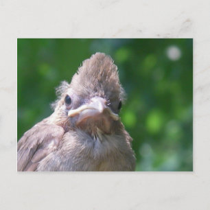 angry baby bird postcard