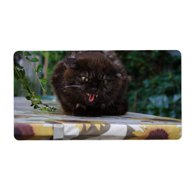 Angry Black Cat (Front)