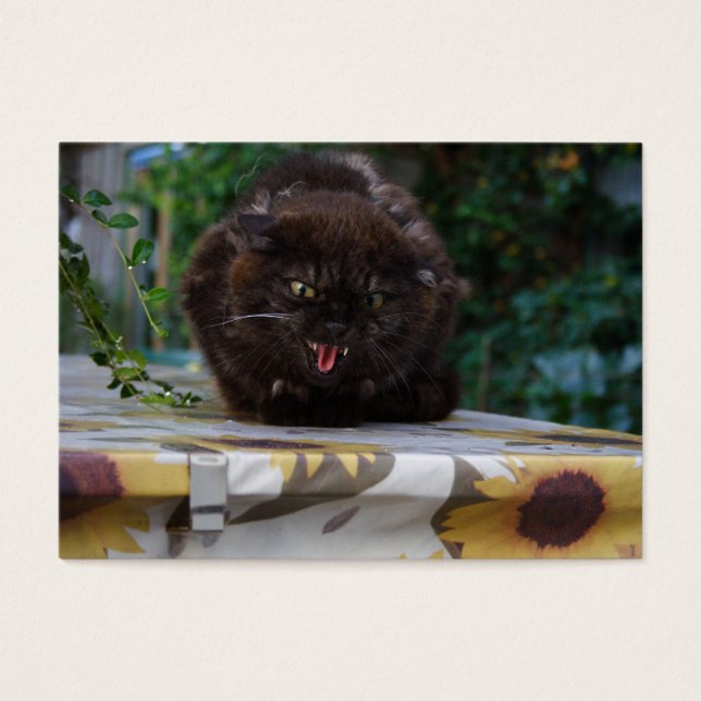 Angry Black Cat (Front)