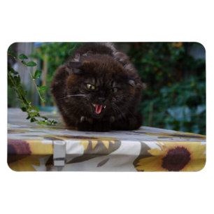 Angry Black Cat Magnet