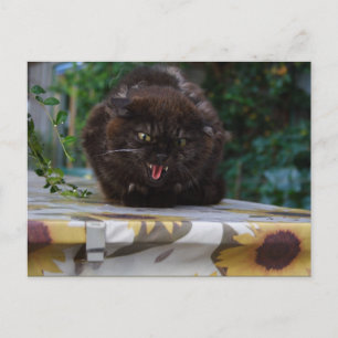 Angry Black Cat Postcard