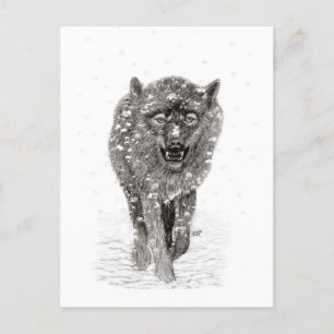 Angry Black Wolf in the Snow , wild Winter Postcard