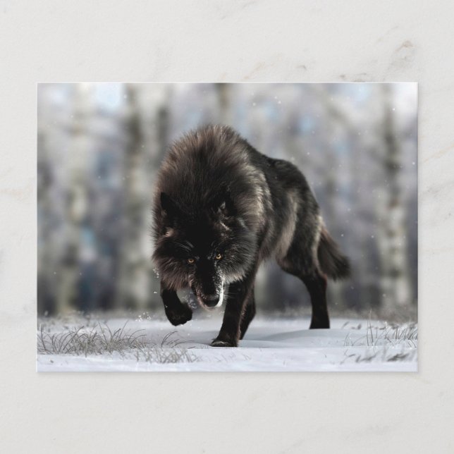 Angry black wolf postcard (Front)
