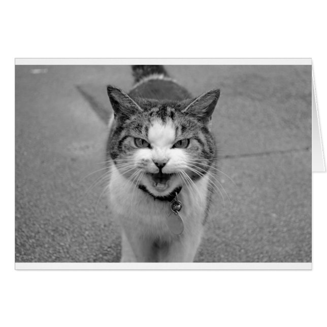 Angry Cat (Front Horizontal)
