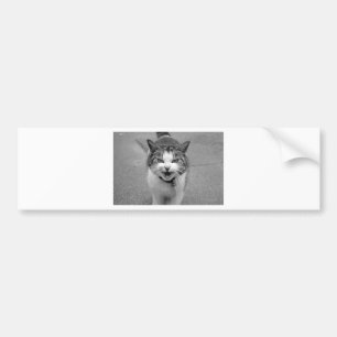 Angry Cat Bumper Sticker