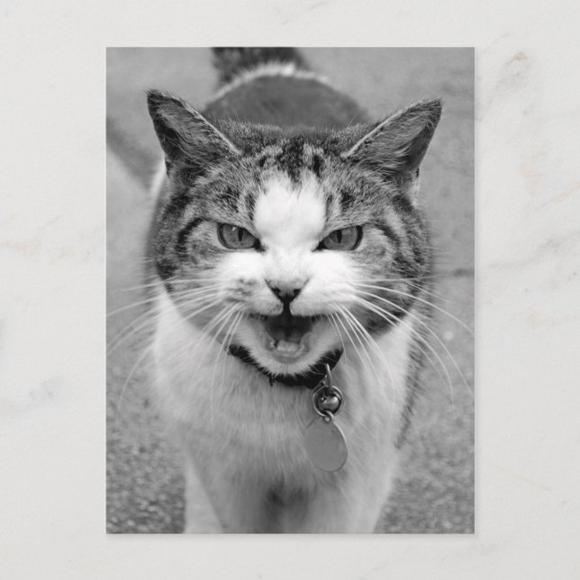 Angry Cat Postcard (Front)