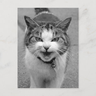 Angry Cat Postcard