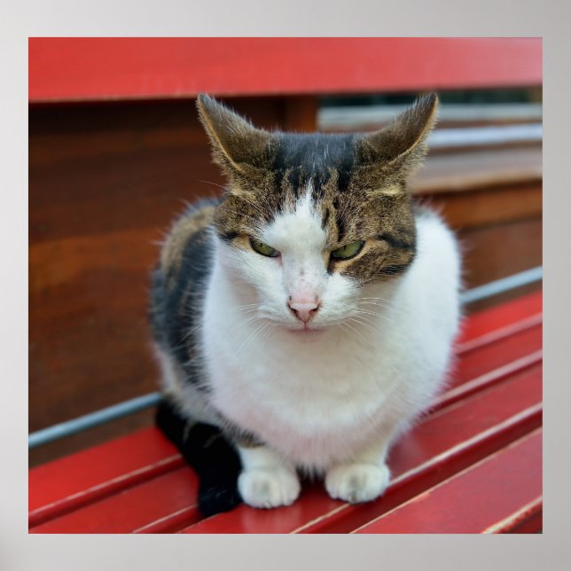 Angry cat poster (Front)