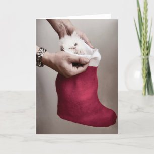 Angry kitten holiday card