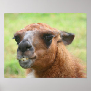 Angry Llama Farm Animal Poster