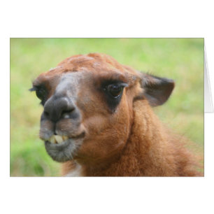 Angry Llama Visage Farm Animal Carte
