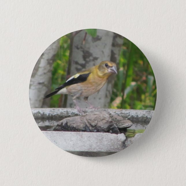 Angry Looking Bird 2 Inch Round Button (Front)