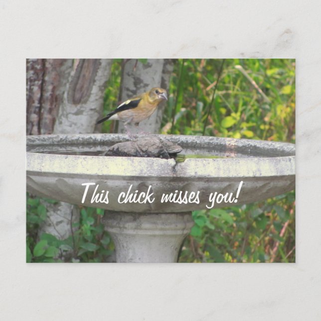 Angry Looking Bird with your phrase Postcard (Front)