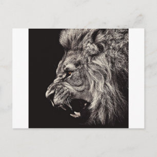 Angry Male Lion Postcard