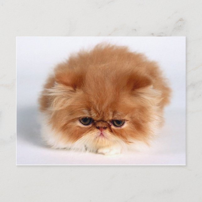Angry Persian Puff Ball Kitten Postcard (Front)