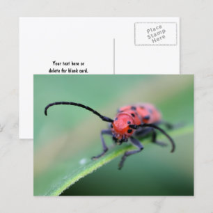 Angry Red Beetle Bug Nature Photography  Postcard