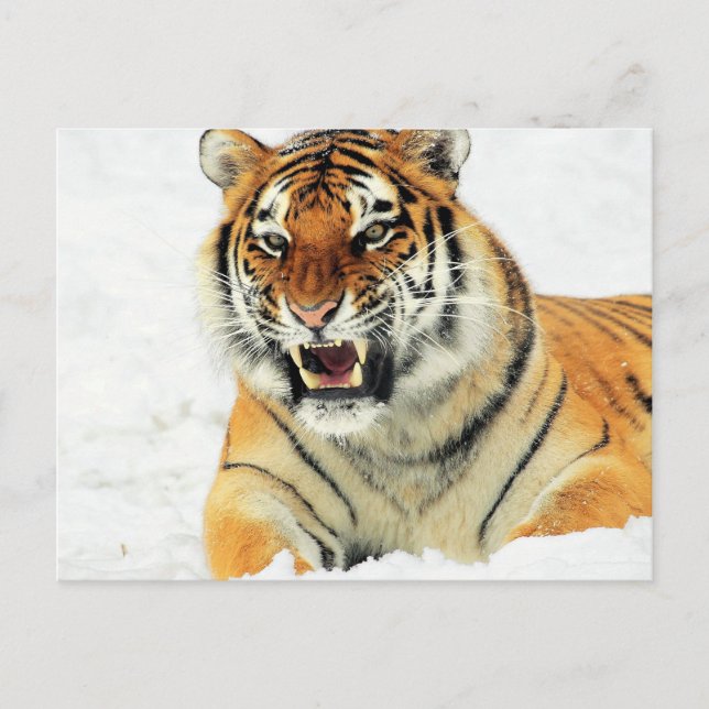 Angry tiger lying in snow postcard (Front)