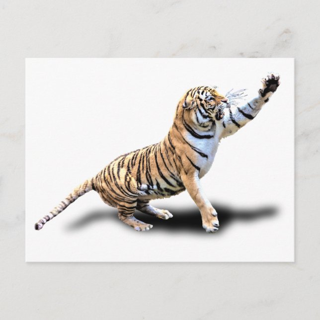 ANGRY TIGER POSTCARD (Front)