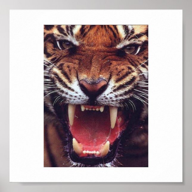 angry tiger poster (Front)