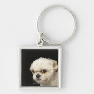 Angry white Shih Tzu with brown eyes Keychain