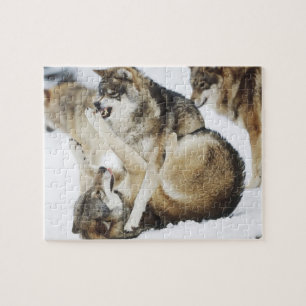 Angry Wolf Puzzle