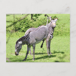 Angry Zebra Postcard