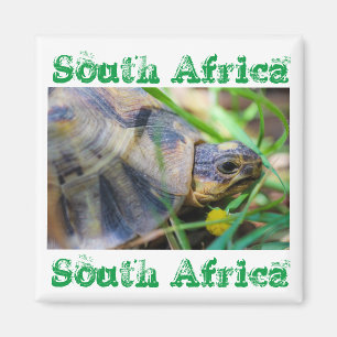 Angulate Tortoise Afrique du Sud Magnet nature