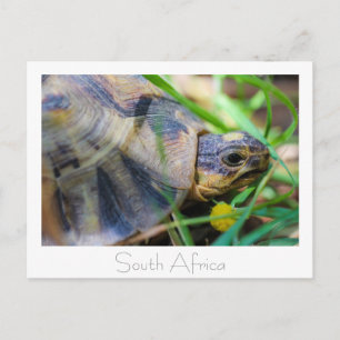 Angulate Tortoise South Africa Nature Postcard