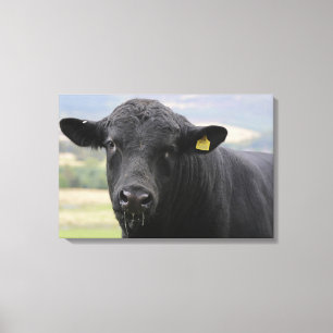 Angus black beef bull canvas print