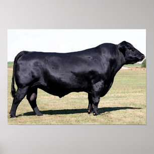 Angus Bull Portrait Poster Print