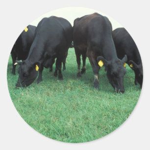 Angus cattle classic round sticker