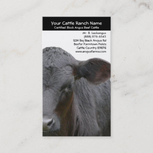 Angus Cow Closeup Photo for Farmers Business Card