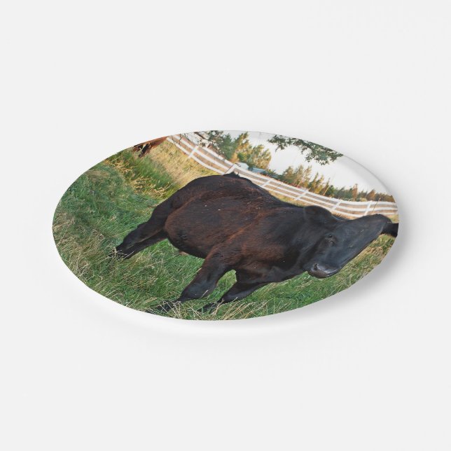 Angus steer in green fields paper plate (Angled)
