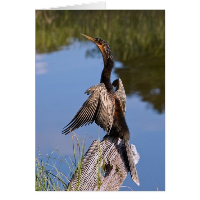 Anhinga à l'étang (Devant)