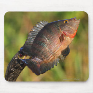 Anhinga and Fish Mouse Pad