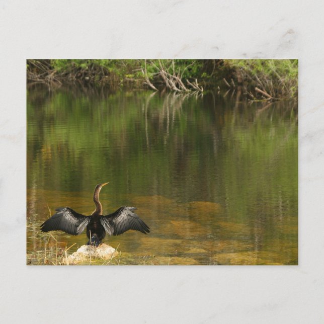 Anhinga dans les Everglades - Carte de visite (Devant)