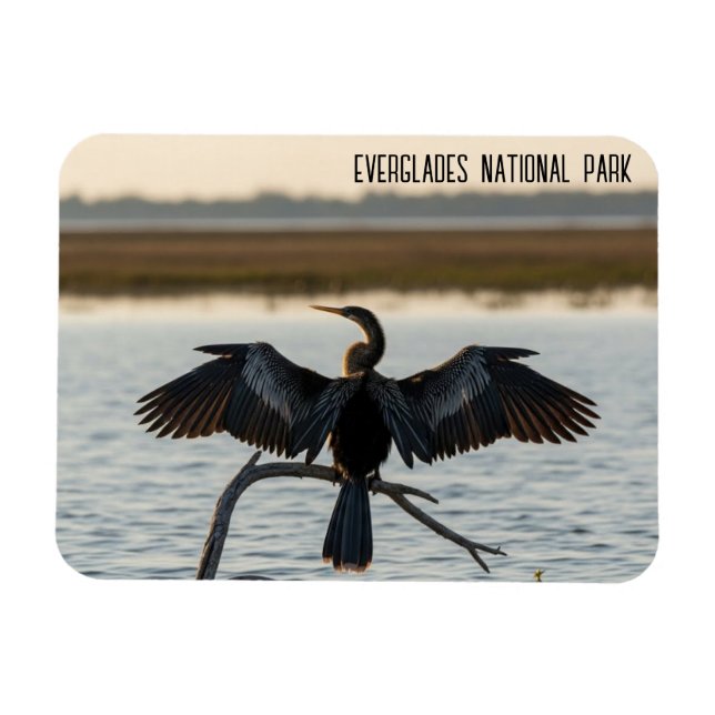 Anhinga Everglades National Park Magnet (Horizontal)