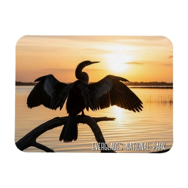 Anhinga Everglades National Park Magnet (Horizontal)