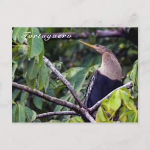 Anhinga in Tortuguero National Park - Costa Rica Postcard