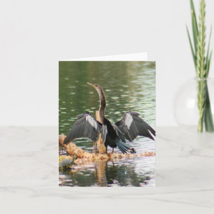 Anhinga Photo Folded Note Card
