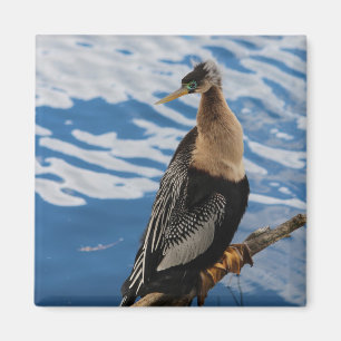 Anhinga Photo Square Magnet