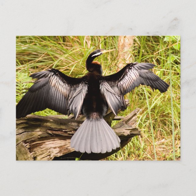 Anhinga Postcard (Front)