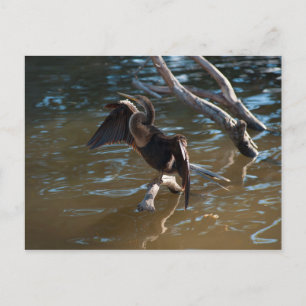 Anhinga Postcard