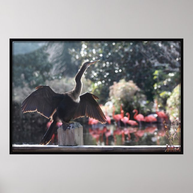 Anhinga Poster de séchage -60x40 -autres tailles a (Devant)