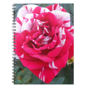 Anicia Notebook