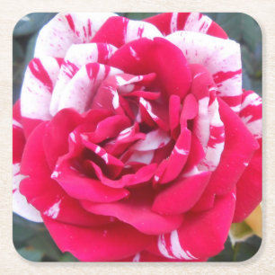 Anicia Square Paper Coaster