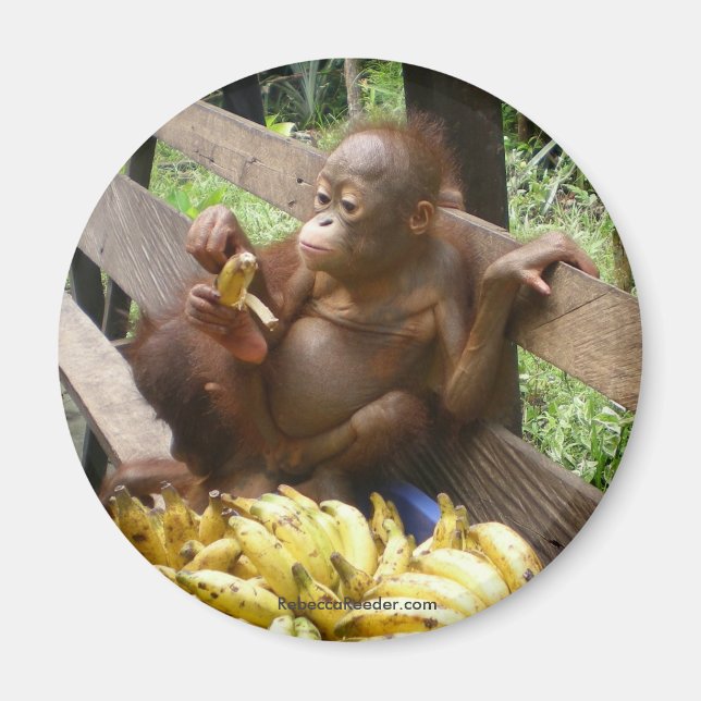 Animal Baby Food Magnet (Front)